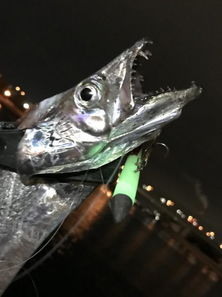 イワシ付きタチウオ